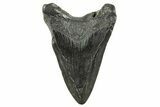 Fossil Megalodon Tooth - South Carolina #367933-2